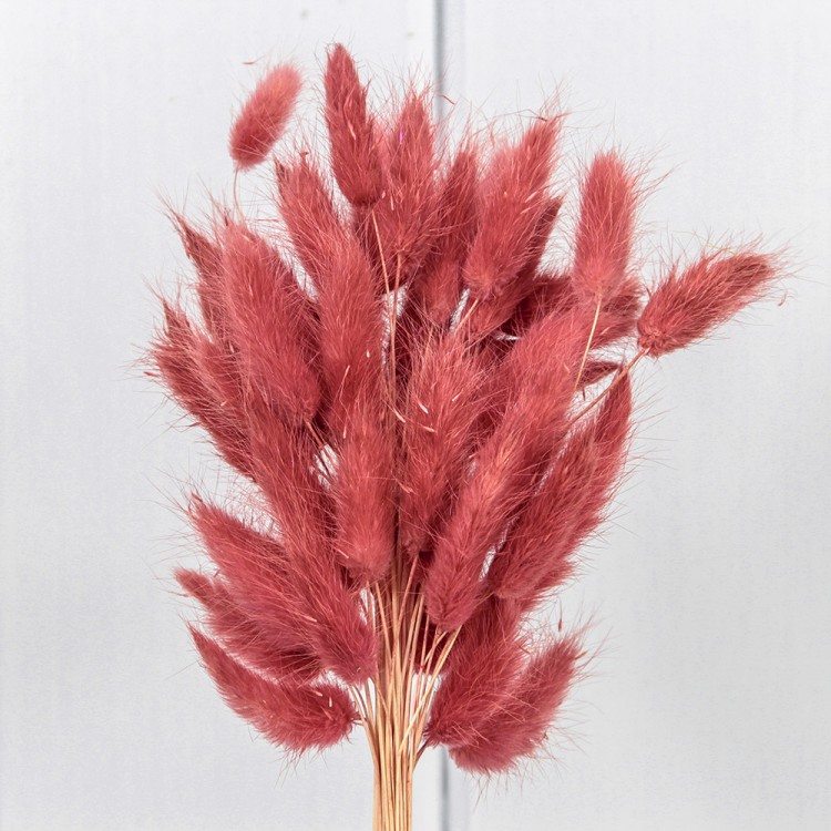 420062/9 Сухоцветы "Лагурус" 60см (55±5 шт.) Тёмно-пудровый 1/250 420062/9 Сухоцветы "Лагурус" 60см (55±5 шт.) Тёмно-пудровый 1/250