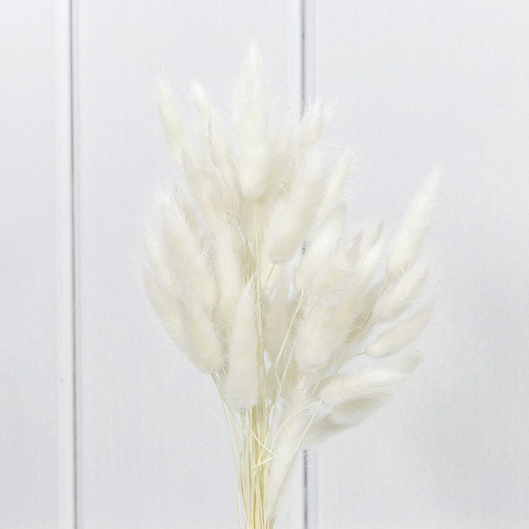 420062/11 Сухоцветы "Лагурус" 60см Белый 1/20 1/240 420062/11 Сухоцветы "Лагурус" 60см Белый 1/20 1/240