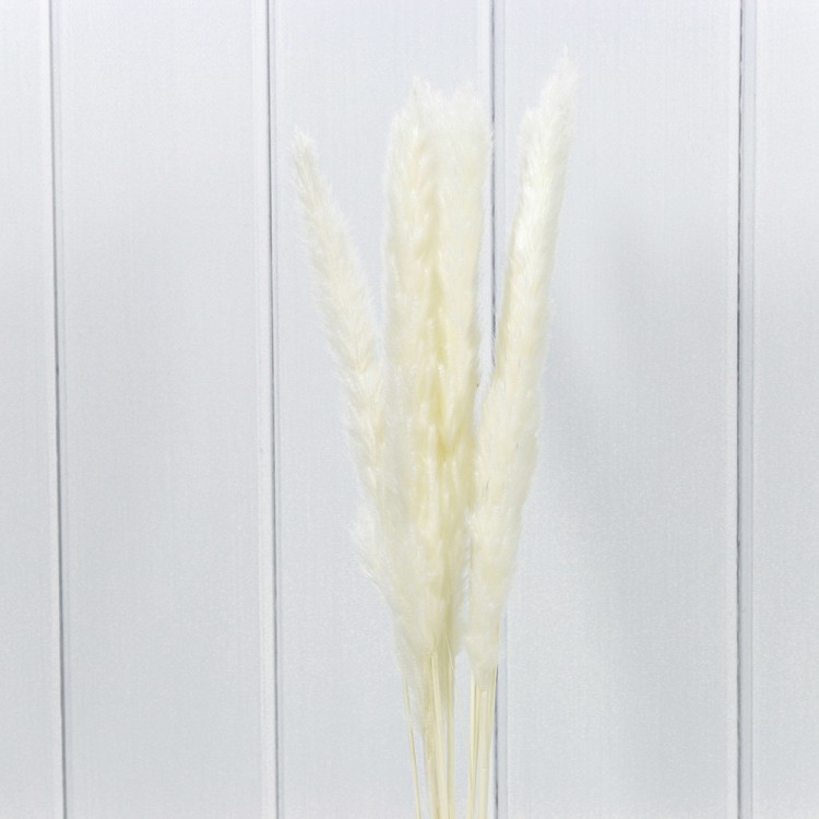 420061/1 Сухоцветы "Тростник" (10 шт.) Белый 1/250 420061/1 Сухоцветы "Тростник" (10 шт.) Белый 1/250