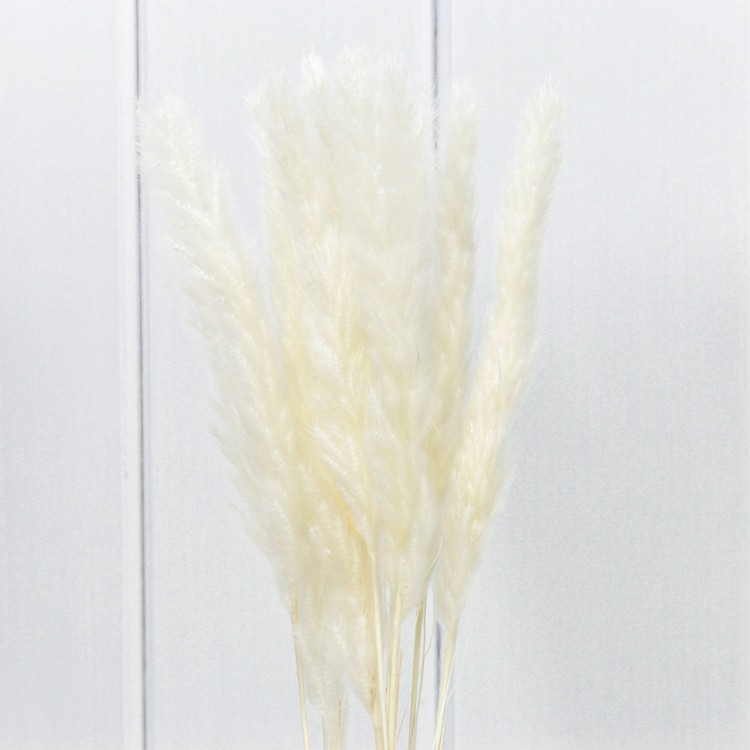 420061/2 Сухоцветы "Тростник" (10 шт.) Бежевый 1/250 420061/2 Сухоцветы "Тростник" (10 шт.) Бежевый 1/250